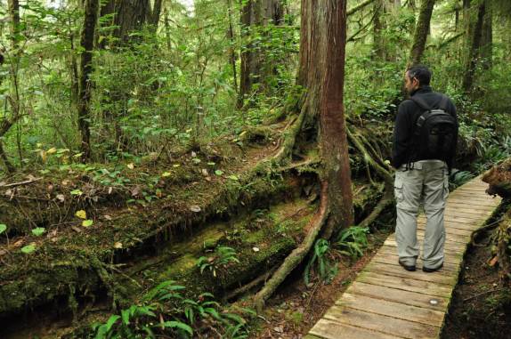 Observando árvore que cresceu sobre o tronco de um antigo Cedro Vermelho, na rain forest da região de Tofino, na British Columbia, no Canadá